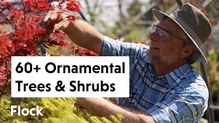 60+ Rare ORNAMENTAL TREES & SHRUBS Tour with Coldwater Pond Nursery — Ep. 095