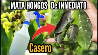 NUNCA MÁS TENDRÁS HONGOS 🔥💪con este FUNGICIDA CASERO para plantas