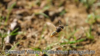 Bee Wolf Wasps