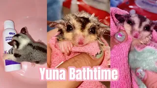 Yuna Bath Time♡ #sugarglider #cuteanimal #pet #pets #petslover #yunamysugarglider #sugarglidermosaic