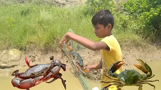 Amazing..the Traditional way of catching lots of big mud crab ln the swamp #seafishplanet