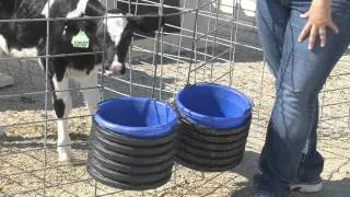 Vita Plus Calf Care Quick Tip - Saving Grain in the Rain