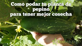 Como podar tu planta de pepino para tener mejor cosecha