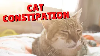 Why Your Cat Is Constipated | Two Crazy Cat Ladies