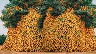 Skill Grating Mango Tree Growing Fast Us Aloe Vera In Banana Fruit