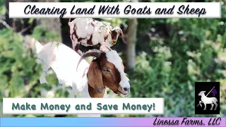 Make Money/Save Money:  Clearing Overgrown Property and Woods With Goats and Sheep