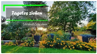 Wie ziehe ich Tagetes/Studentenblumen selbst?