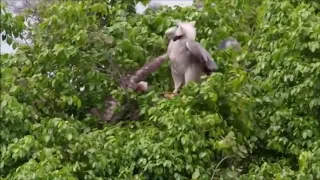 Sloth vs Eagle Fight