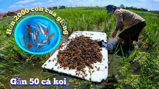 Thả Tiếp Hơn 2000 Con Cua Giống Và Cá Koi Xuống Ao Cùng Dự Án Nuôi Trạch Đồng / Quế Nghịch