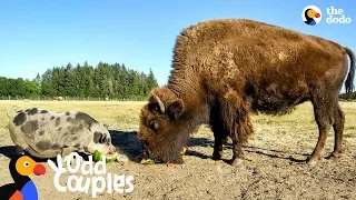 This Blind Buffalo's Bodyguard Is A Loyal Pig | The Dodo Odd Couples