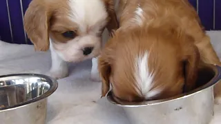 Cavalier Puppy Report - 4 ½ Weeks Old