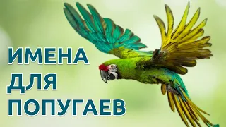 Имена для попугаев