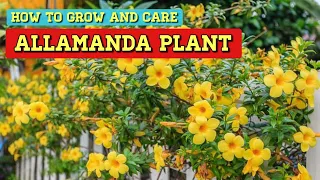 Allamanda Plant || How Grow and Care Allamanda Plant || Budget Gardening || (Hindi)