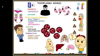 Toxoplasmosis toxoplasma gondii