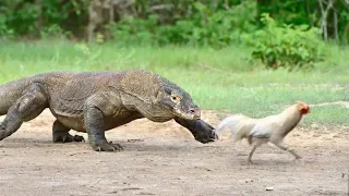 GIANT LIZARD Chases a Chicken, Eats It