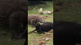 😱Komodo dragons can paralyze large goats