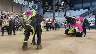 Elephant show Bangkok@nupsp#thailand #bankok #elephant
