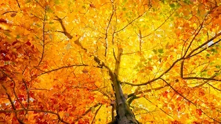 Peaceful Relaxing Instrumental Music, Meditation, Study Musiic "Autumn In New England" Tim Janis