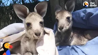 Baby Kangaroos Rescued, Raised and Released by Adorable Couple | The Dodo
