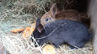 Годую 🥕🦆🐓🐷🐐🐇. Вода позамерзала .Розморожую поїлки і утепляю маточніки.♥️♥️♥️♥️♥️