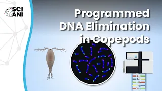 Programmed DNA elimination in copepods: a novel genome editing tool?