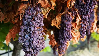 How to make Dry Grape - Raisin Making Processing - Raisin Factory