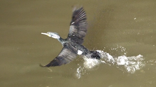Cormorants Fishing in River Thames Central London - Urban Wildlife
