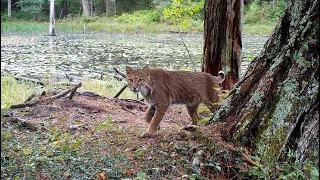 Bobcat & Raccoon Scent-mark Same Branch; Weasel Mink Comparison