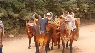 Lida do gado /Lara a boiadeira/ajeitando a boiada