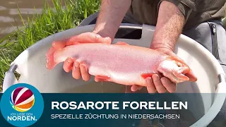 Rosarote Forellen in Niedersachsen gezüchtet