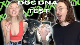 DOG DNA TEST : We are SHOCKED by these dog DNA results -  Embark Test !