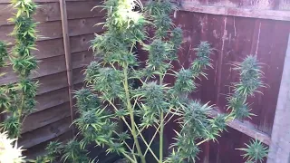 UK Garden Grow 11/10/22 trimmed back dead leaves