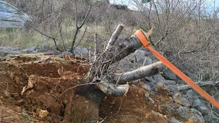 Collecting a giant prunus yamadori!