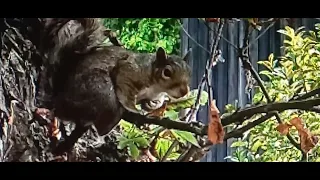 L' ECUREUIL ANGLAIS 🐿🙏❤️🥰 ET SON ARBRE 🌳 A NOURRITURE 🐿😃💥 Musique Magique et Féerique💘🌹🥂🍾..0"56💥