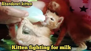 Kitten fighting for milk - Abandonet kitten