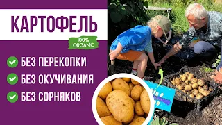 Выращиваю картофель без перекопки, окучивания и прополки сорняков