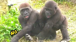 互搶日常😆🤣💦#Djeeco#ゴリラ#迪亞哥#金剛猩猩#taipeizoo #gorilla #台北市立動物園