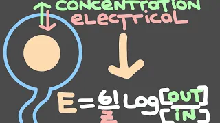 17. The Nernst Equation and the equilibrium potential | Electrical signaling in neurons