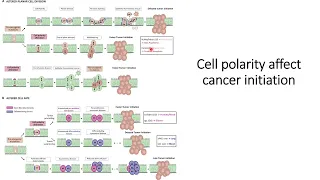 Cell Polarity affect Cancer Initiation #Code: 550