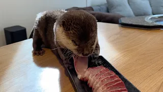 otter ate the cold yellowtail in season!