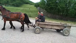 am fost să iau doi berbecuți din Virful muntelui