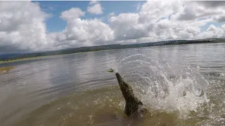 Crocodile caught at Albert Falls on Fluke, South Africa