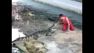 Unexpected accident at crocodile show