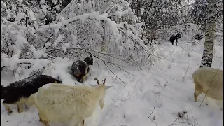 Козы в морозы в сугробах едят ветки