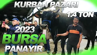 KURBAN PAZARLARI AÇILDI !!! | BURSA PANAYIR KURBAN PAZARI |