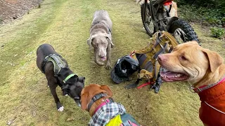 Best Day a Dog Could Have: An Oregon Off-Leash Dog Pack