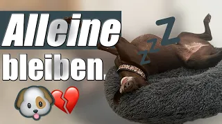 Hund bleibt nicht alleine? - Gründe und Trainingsansätze!