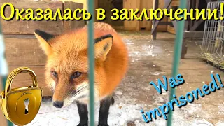 Алиса лиса. Посадили за решетку (Put behind bars).