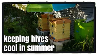 Keeping Beehives Cool in Summer