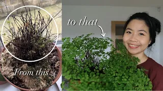 My favourite house plant - Maidenhair Fern | House Plant Care